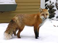 FOX