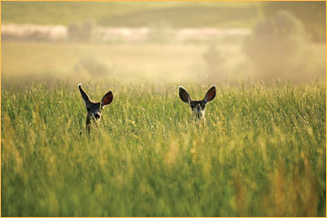 Deer