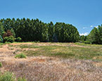 Carbondale homesite 