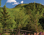 Views over fields of Lupine 