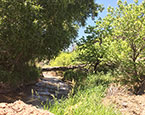 Abundant vegetation 