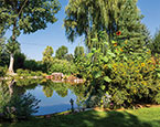 Pond and landscaping 