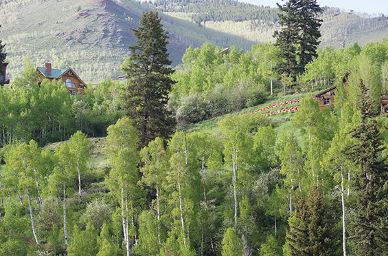 Ruedi Shores